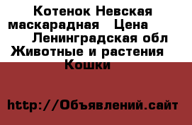 Котенок Невская маскарадная › Цена ­ 5 000 - Ленинградская обл. Животные и растения » Кошки   